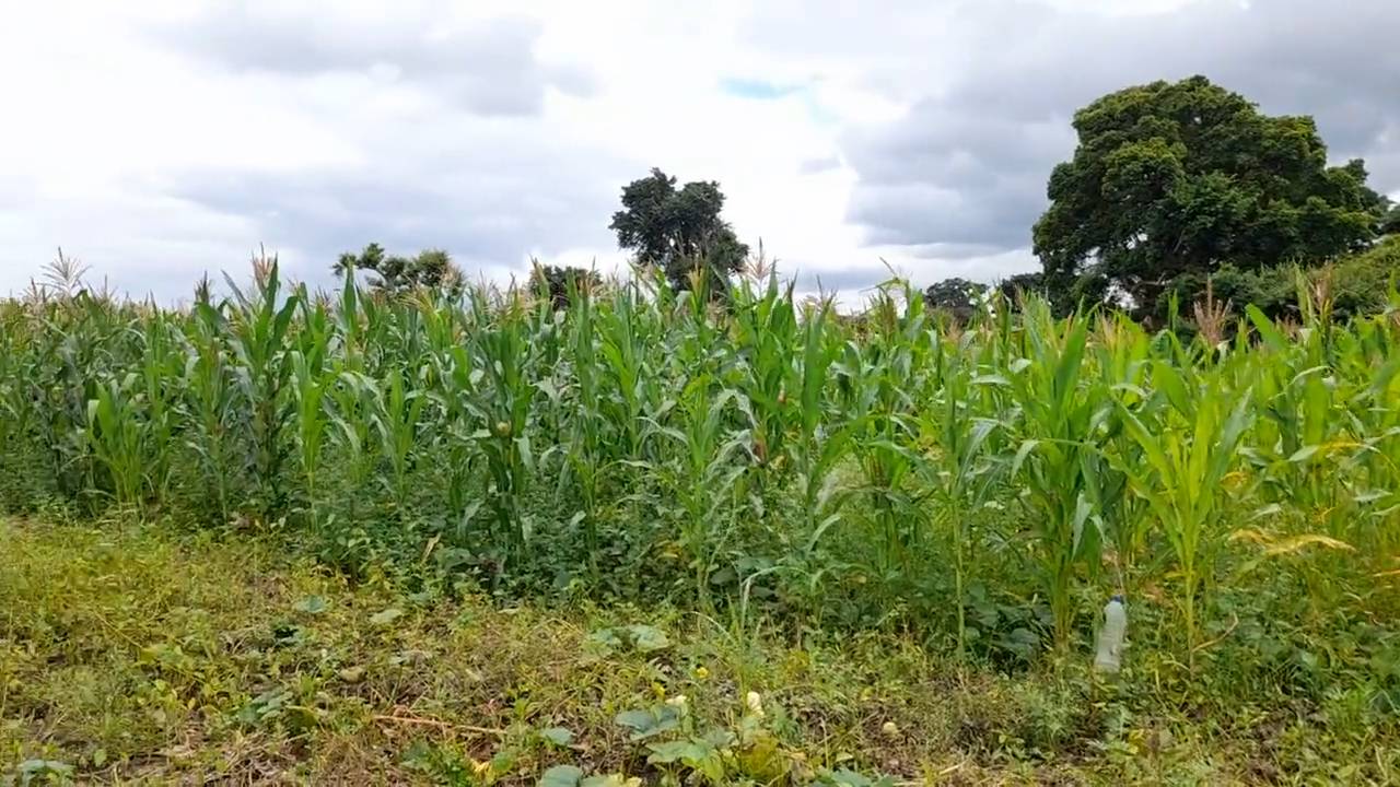 Shamba zuri la ekari 1.2 Olodenderit