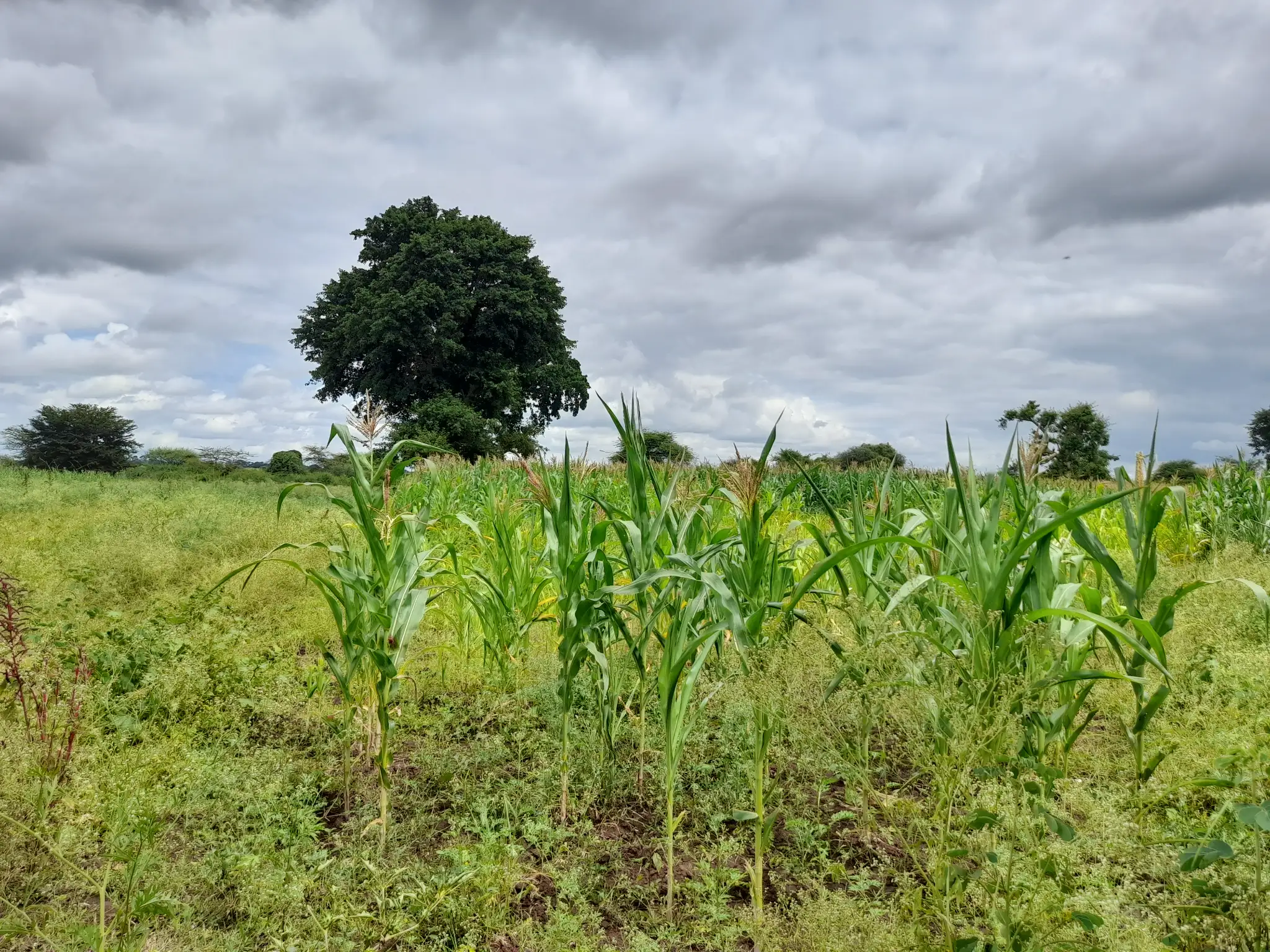 Shamba zuri la ekari 1.2 Olodenderit