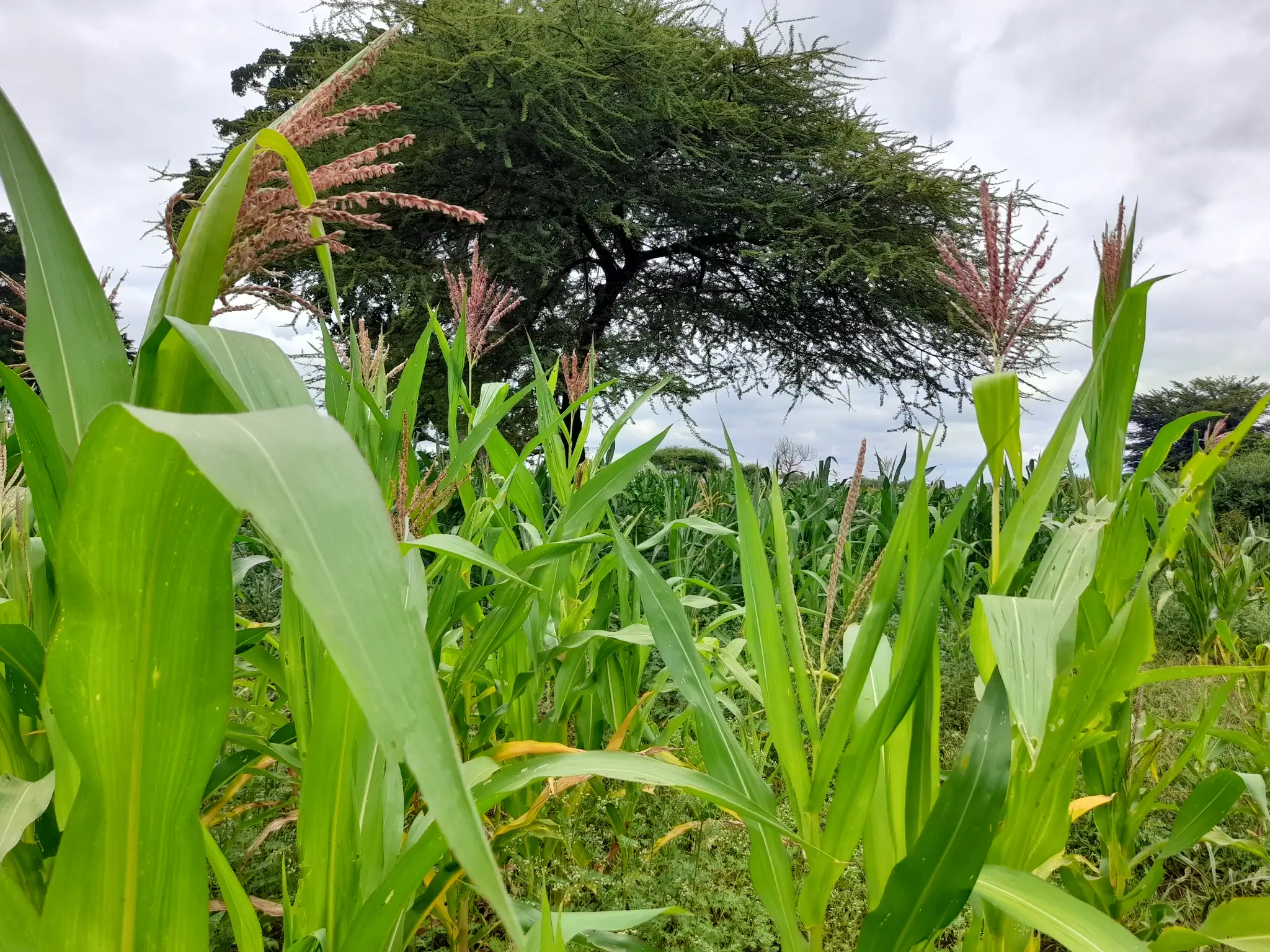 Shamba zuri la ekari 1.2 Olodenderit