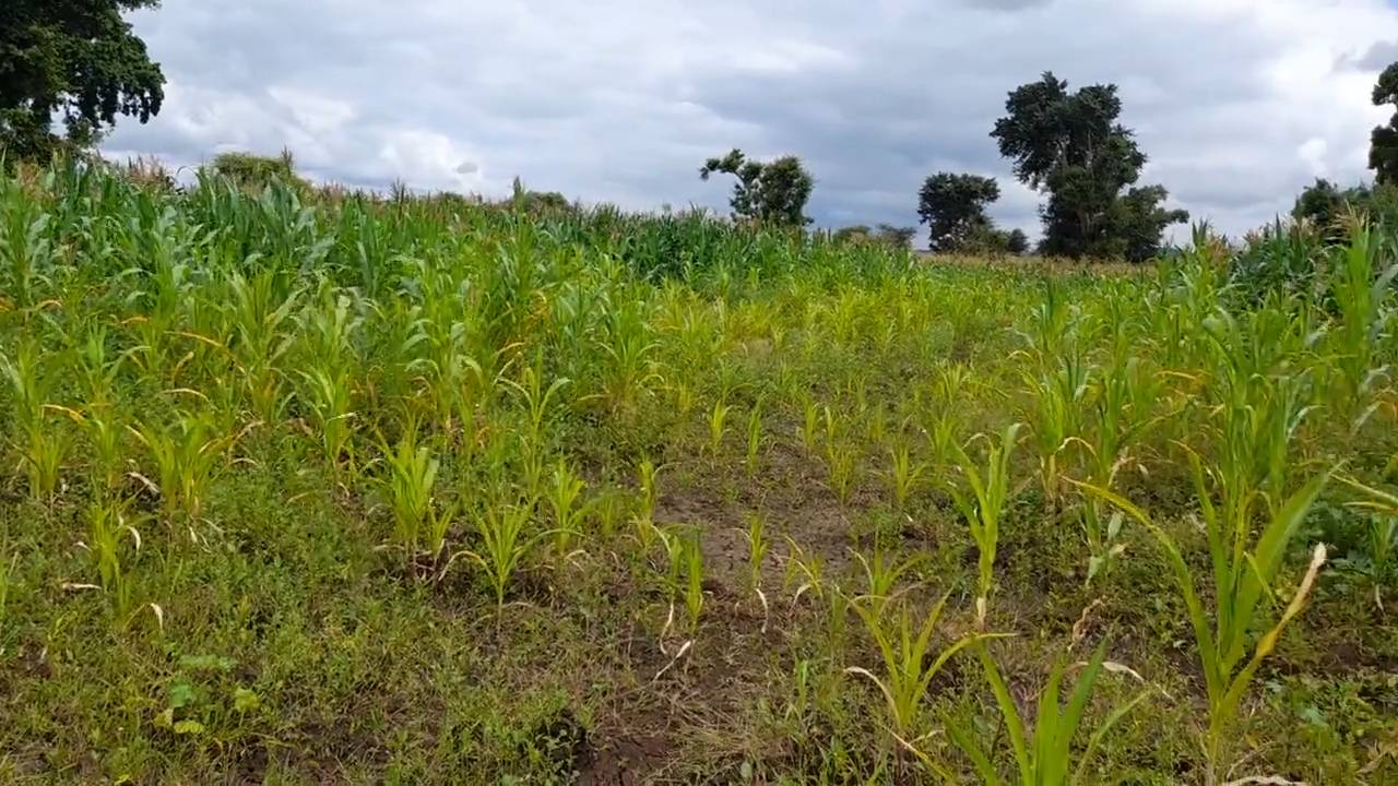Shamba zuri la ekari 1.2 Olodenderit