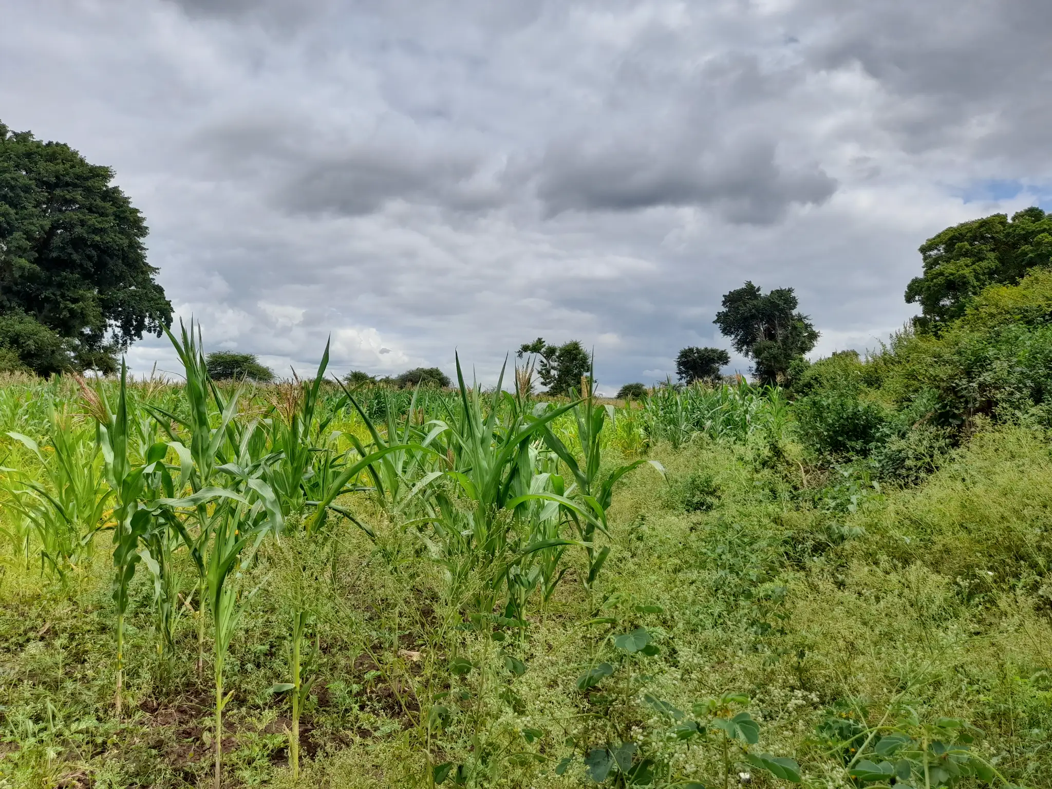 Shamba zuri la ekari 1.2 Olodenderit