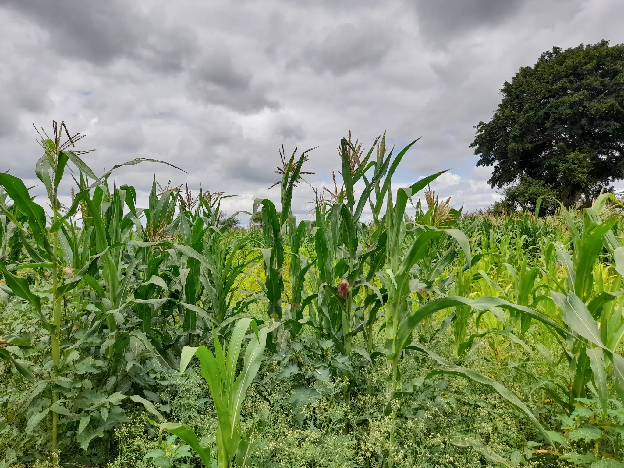 Shamba zuri la ekari 1.2 Olodenderit