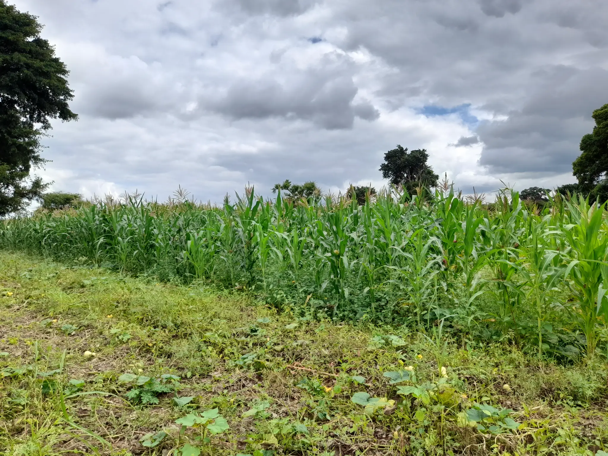 Shamba zuri la ekari 1.2 Olodenderit