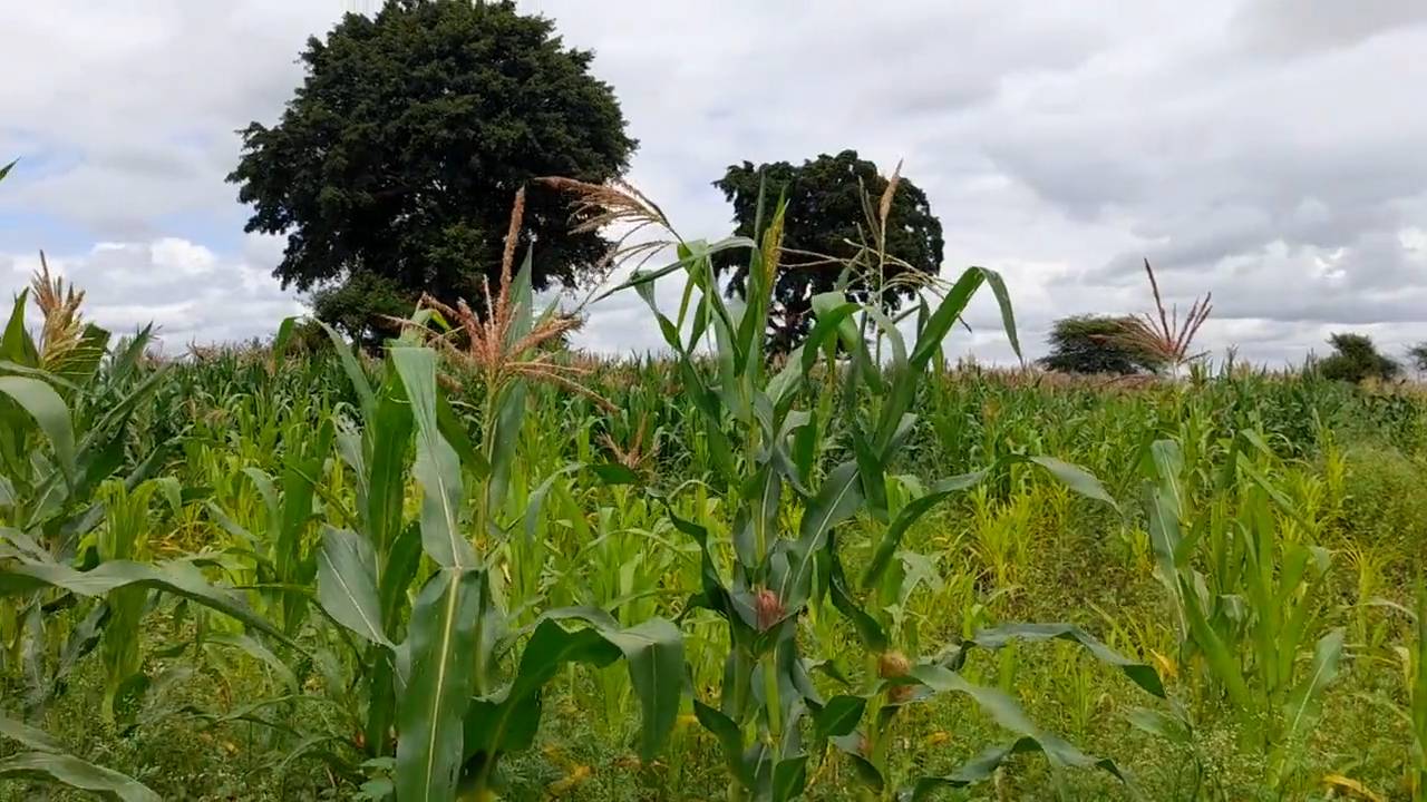 Shamba zuri la ekari 1.2 Olodenderit