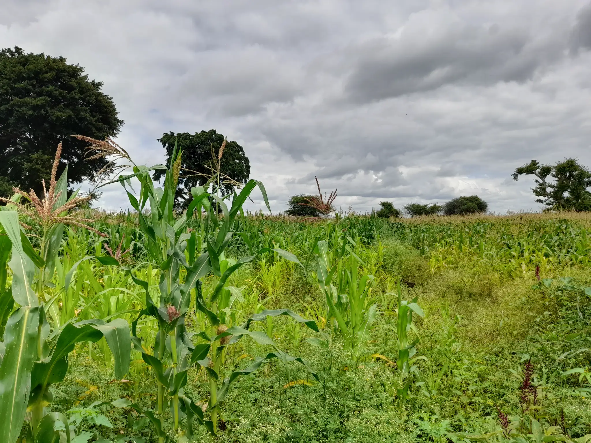 Shamba zuri la ekari 1.2 Olodenderit