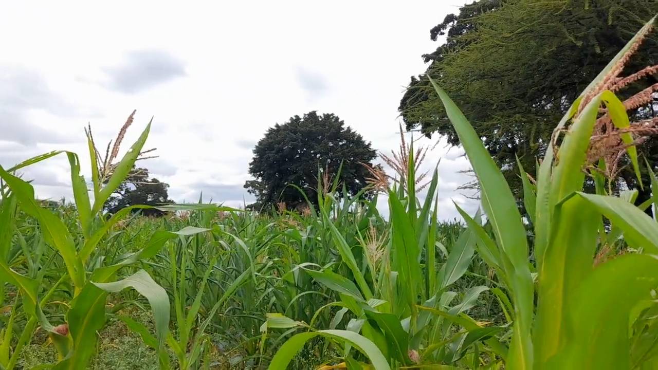 Shamba zuri la ekari 1.2 Olodenderit