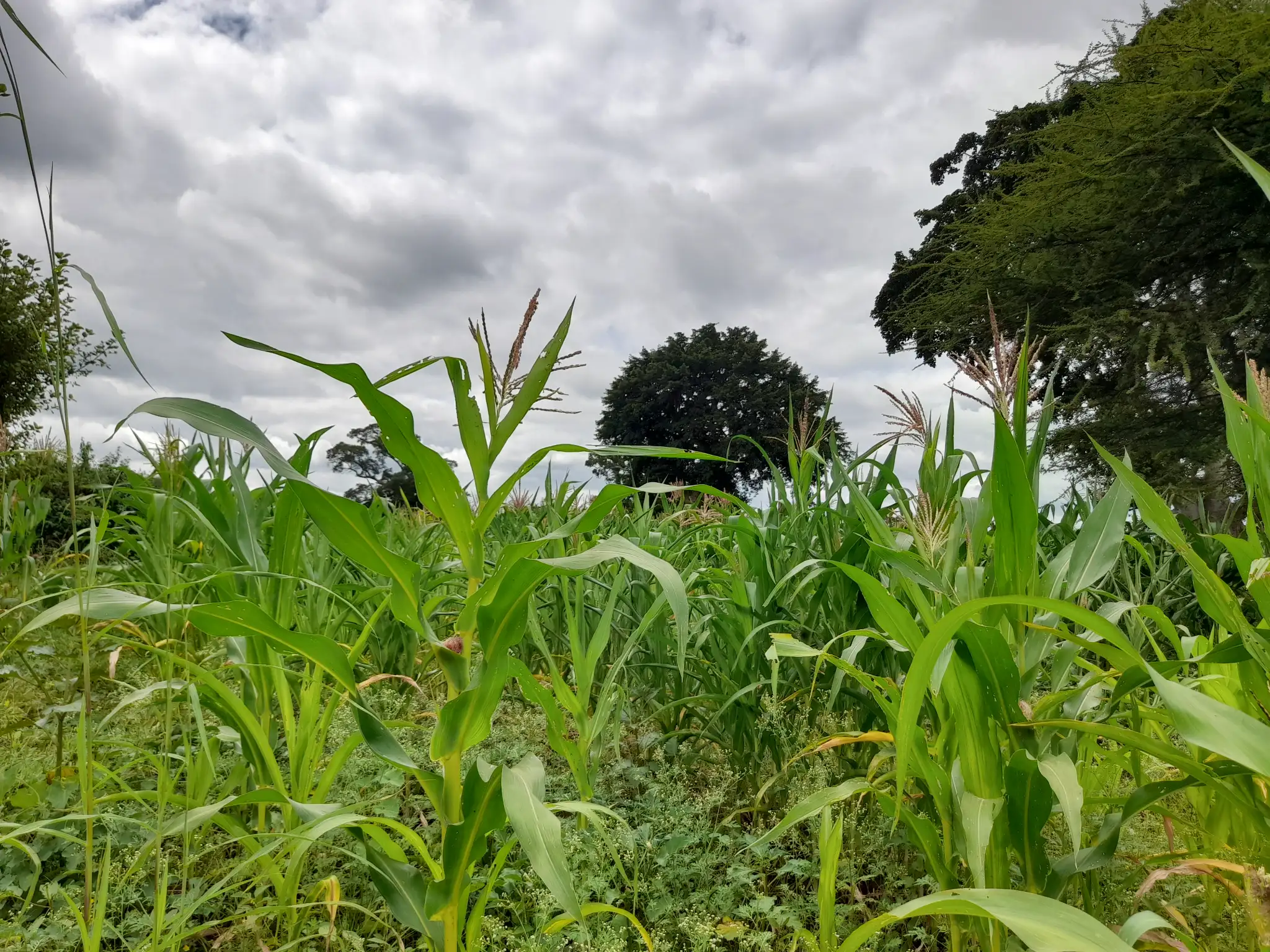 Shamba zuri la ekari 1.2 Olodenderit