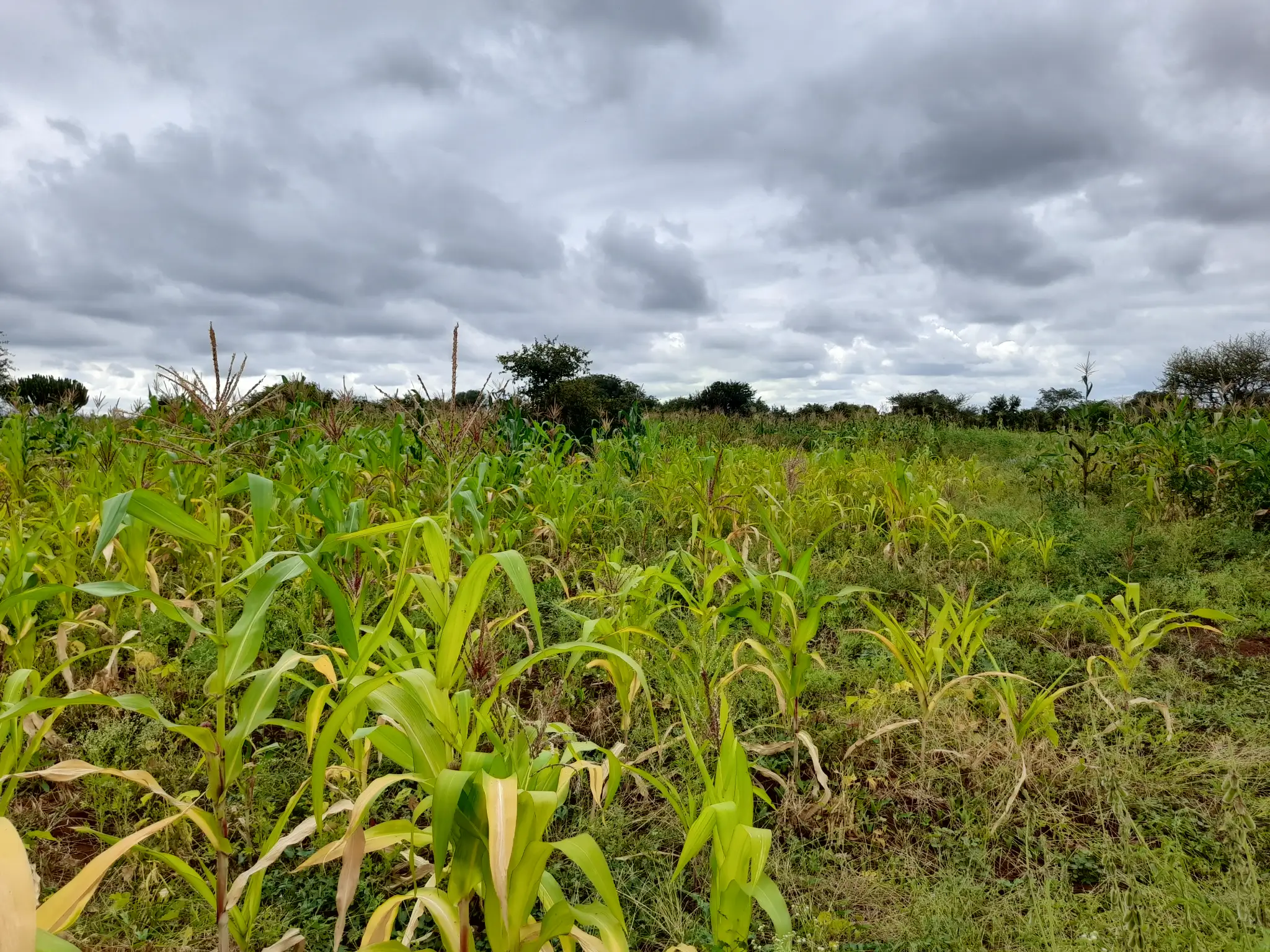 Shamba zuri la ekari 1.2 Olodenderit