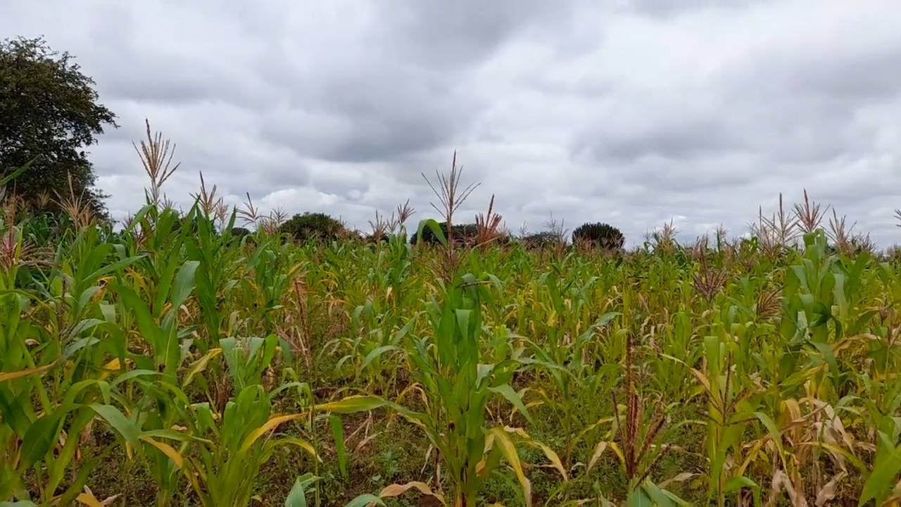 Shamba zuri la ekari 1.2 Olodenderit