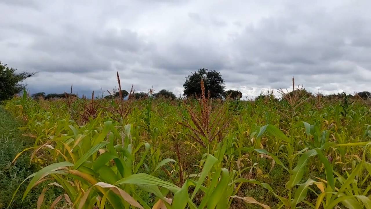 Shamba zuri la ekari 1.2 Olodenderit