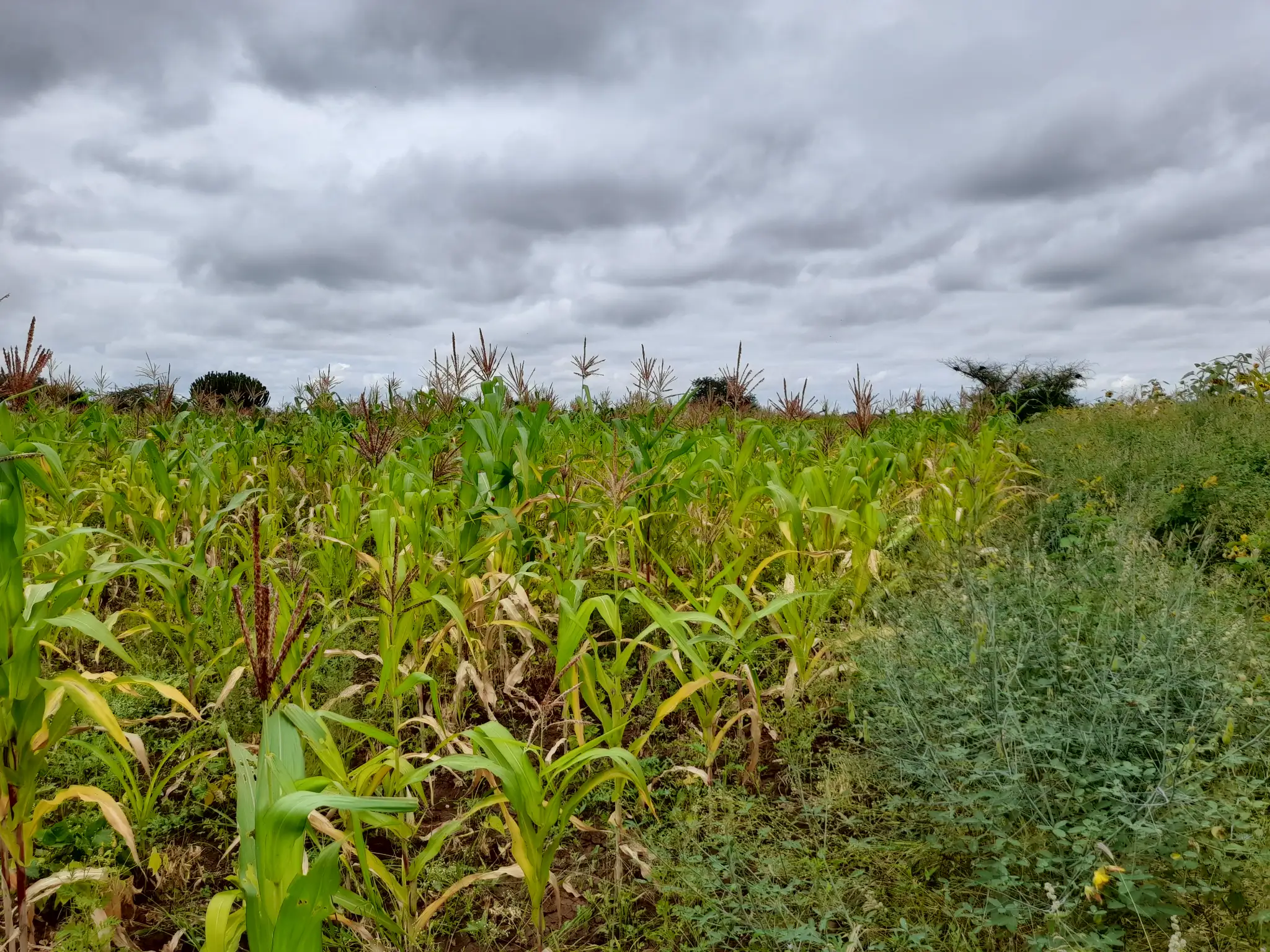 Shamba zuri la ekari 1.2 Olodenderit