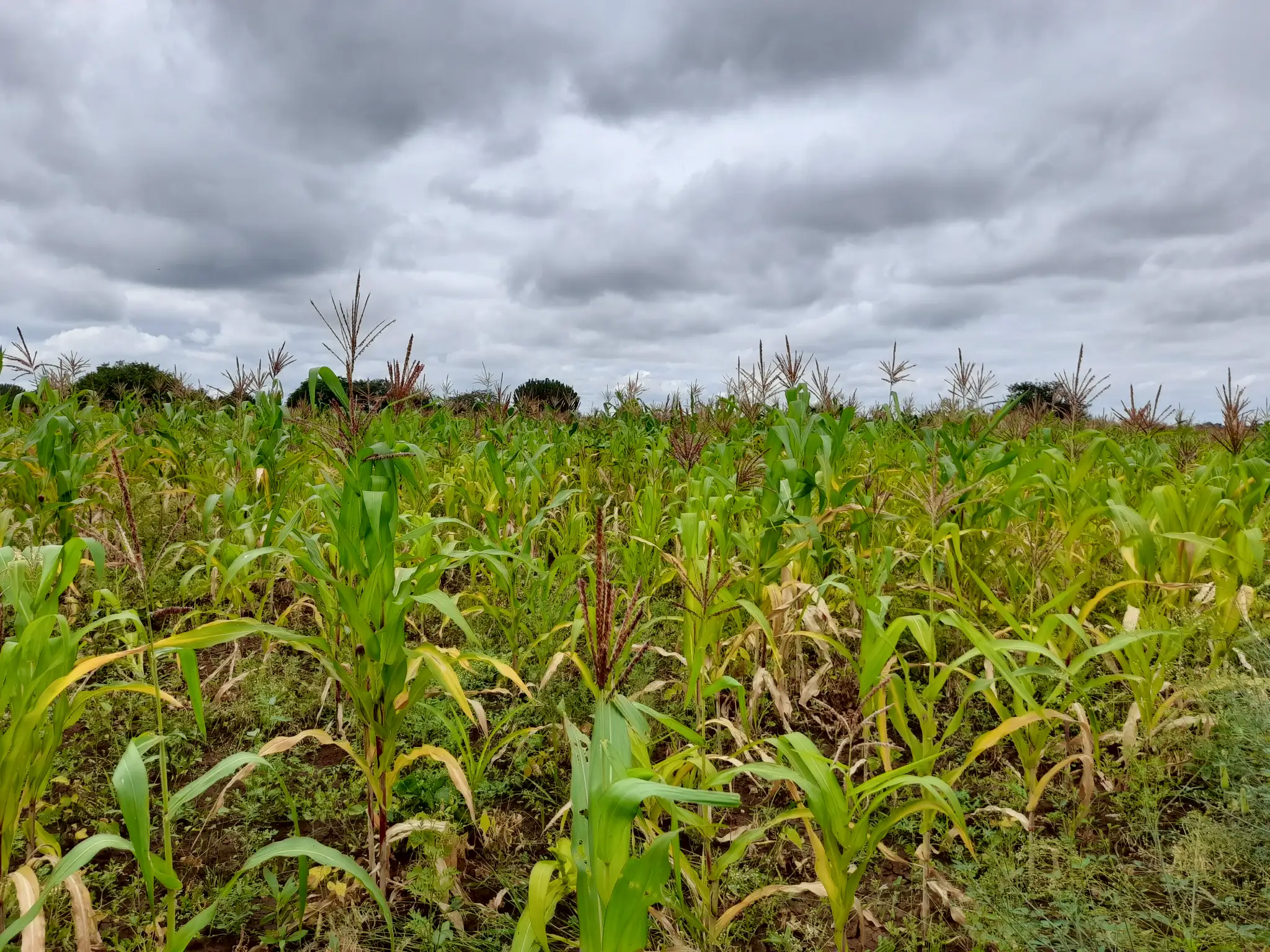 Shamba zuri la ekari 1.2 Olodenderit