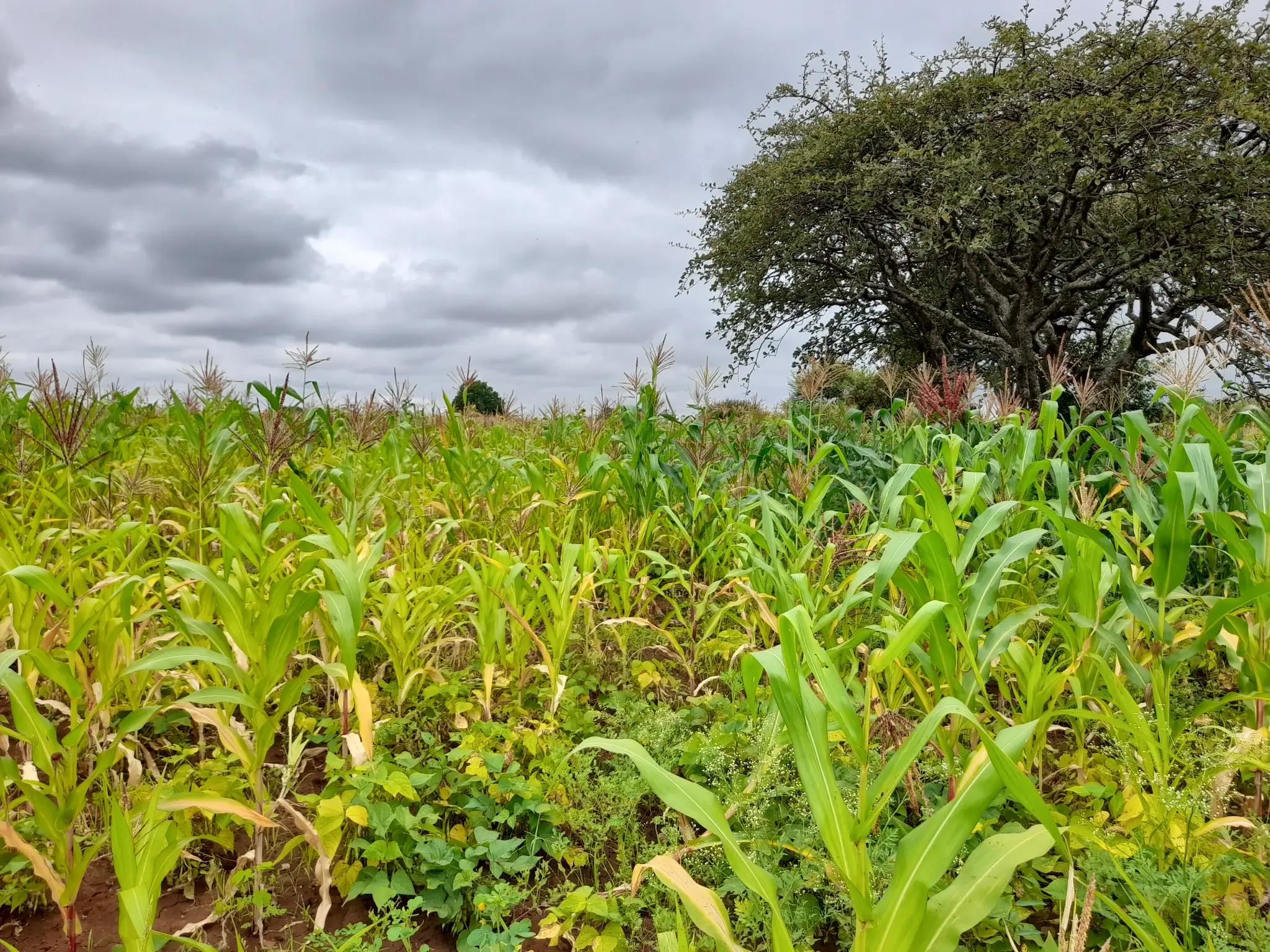 Shamba zuri la ekari 1.2 Olodenderit