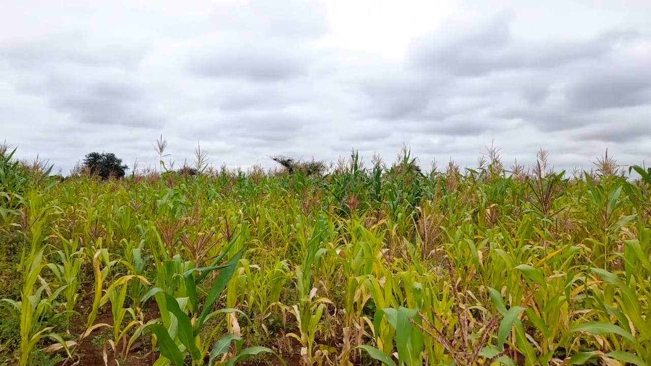 Shamba zuri la ekari 1.2 Olodenderit