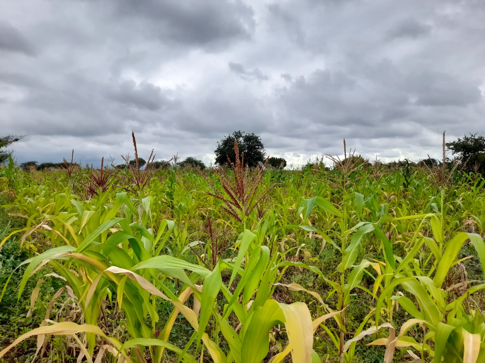Shamba zuri la ekari 1.2 Olodenderit