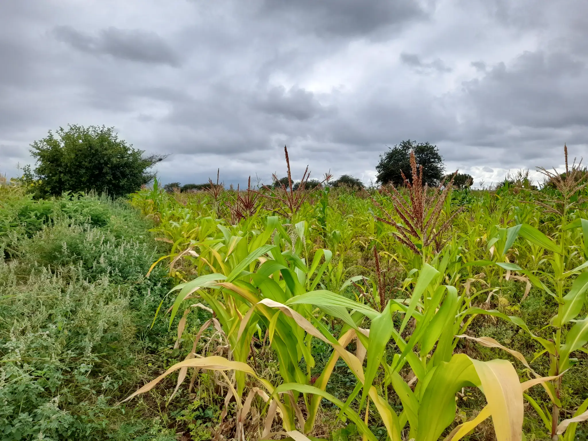 Shamba zuri la ekari 1.2 Olodenderit