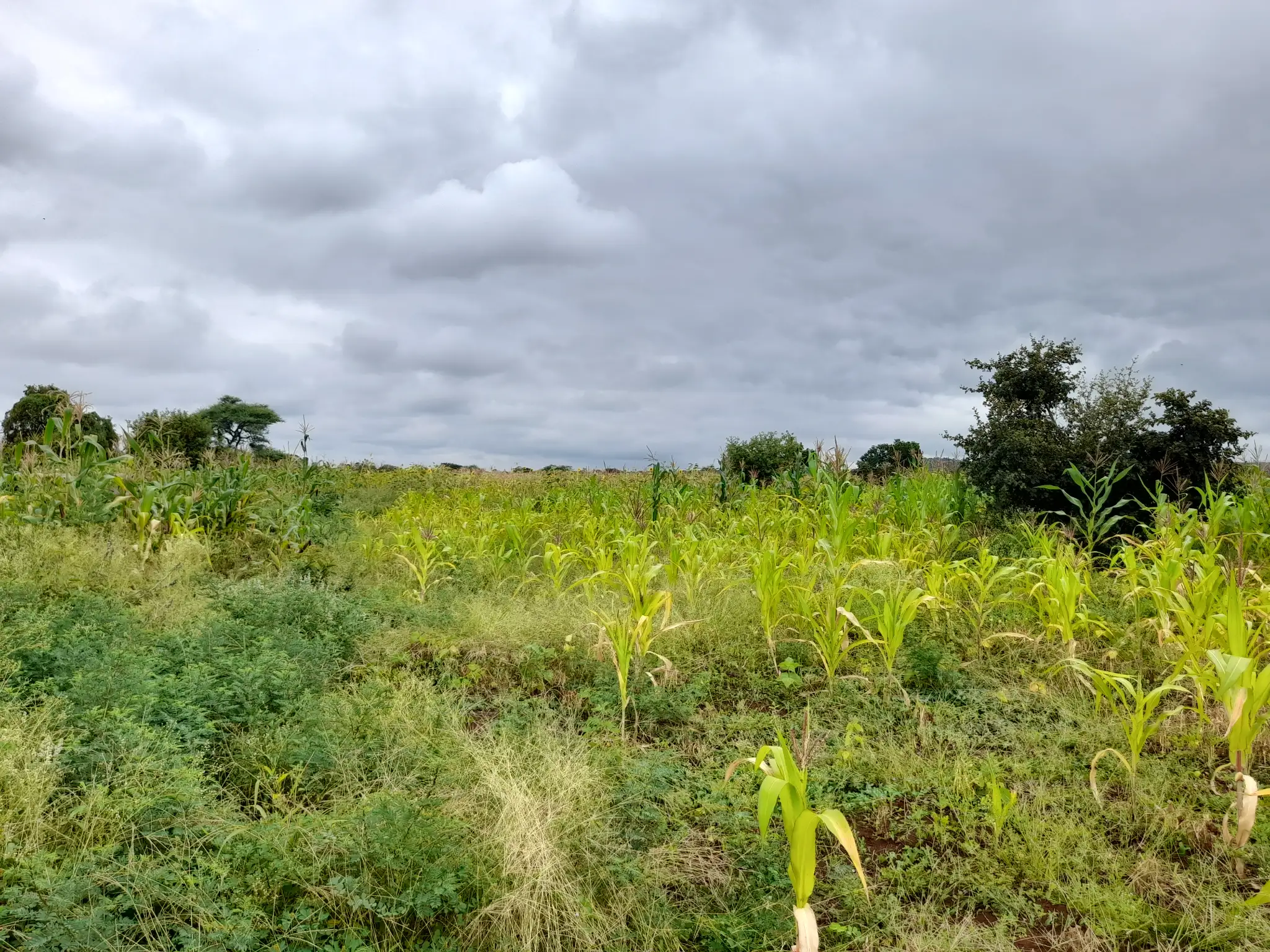 Shamba zuri la ekari 1.2 Olodenderit