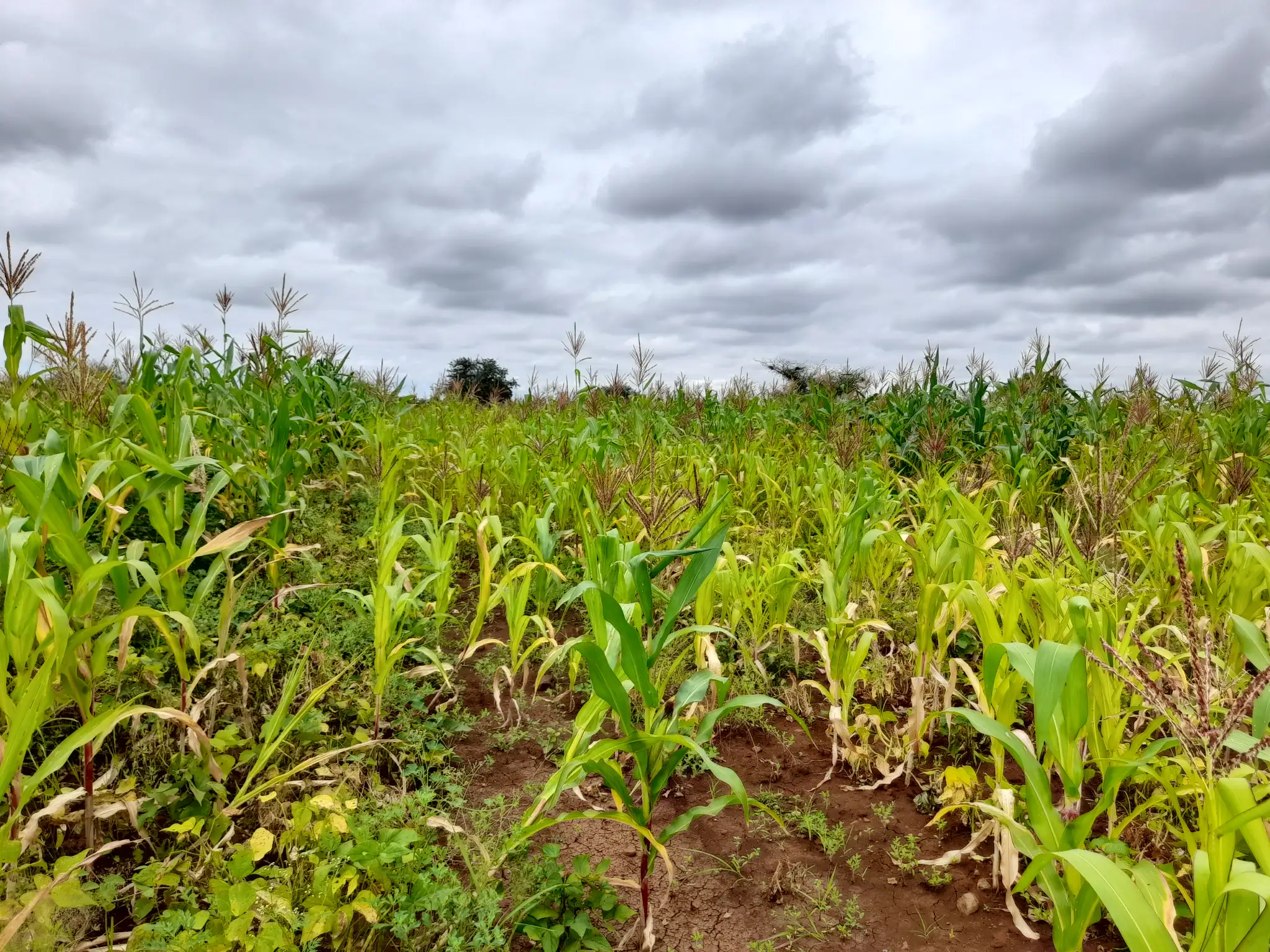 Shamba zuri la ekari 1.2 Olodenderit