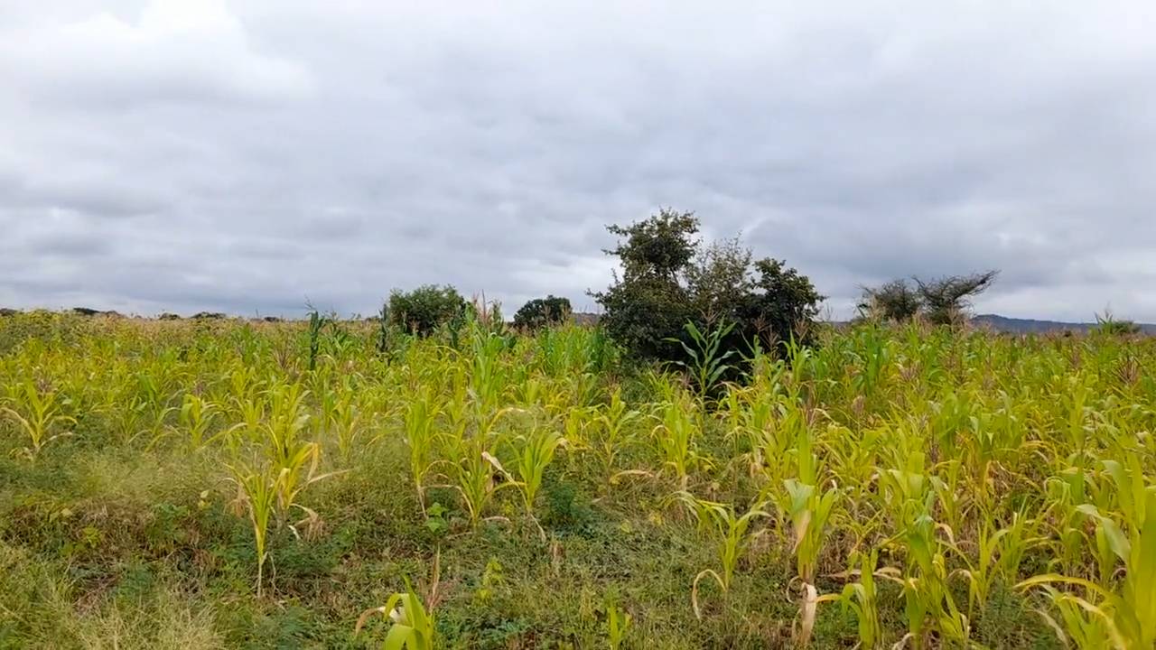 Shamba zuri la ekari 1.2 Olodenderit