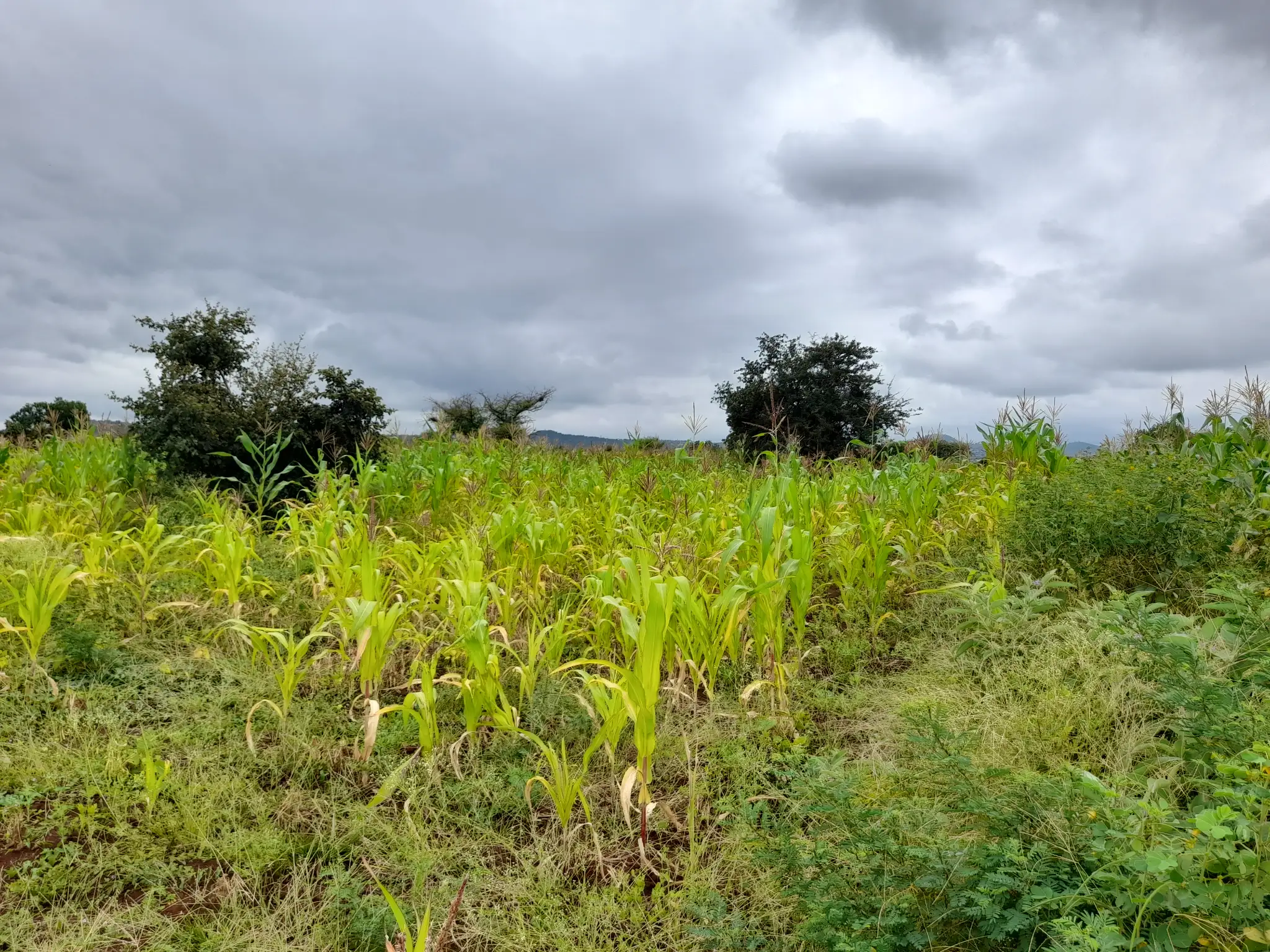 Shamba zuri la ekari 1.2 Olodenderit