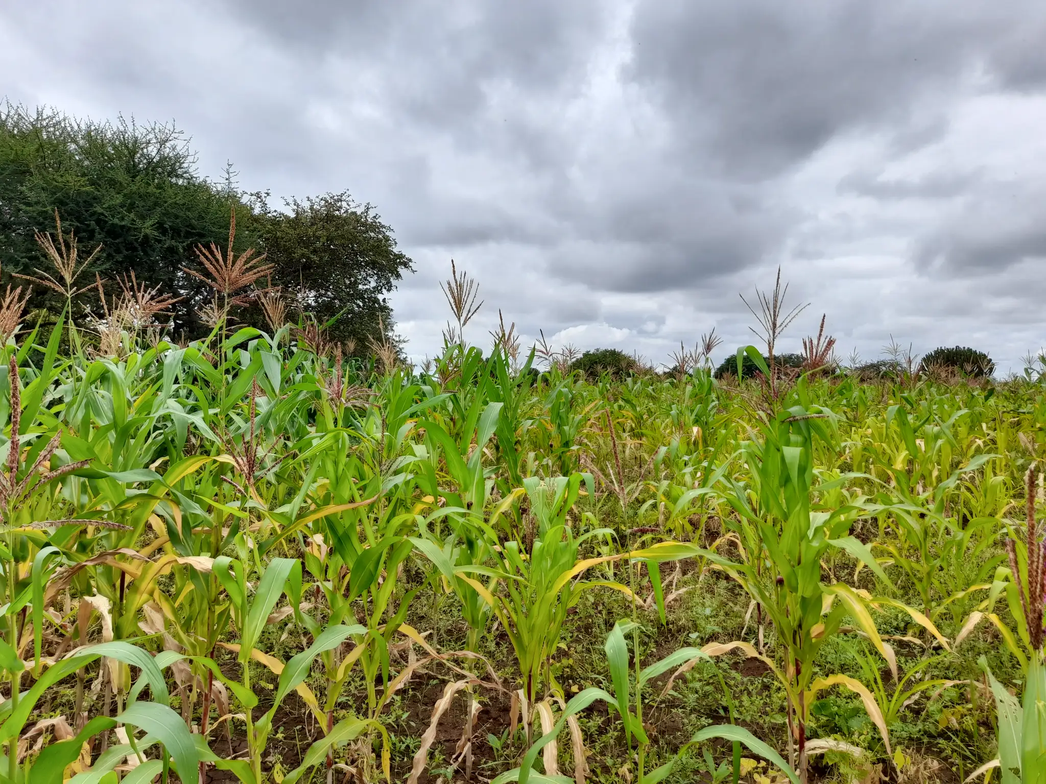 Shamba zuri la ekari 1.2 Olodenderit