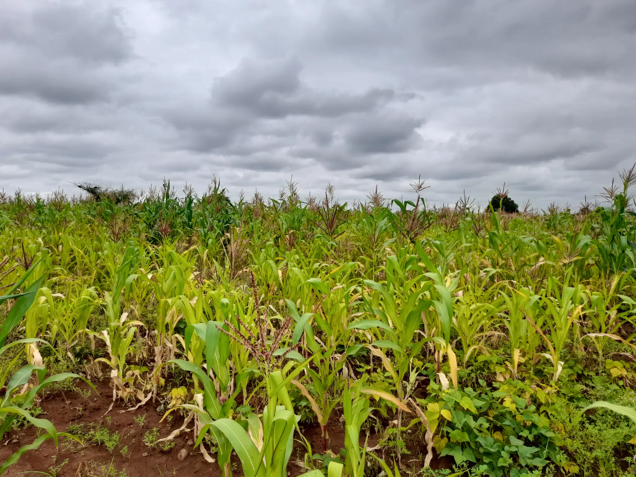 Shamba zuri la ekari 1.2 Olodenderit