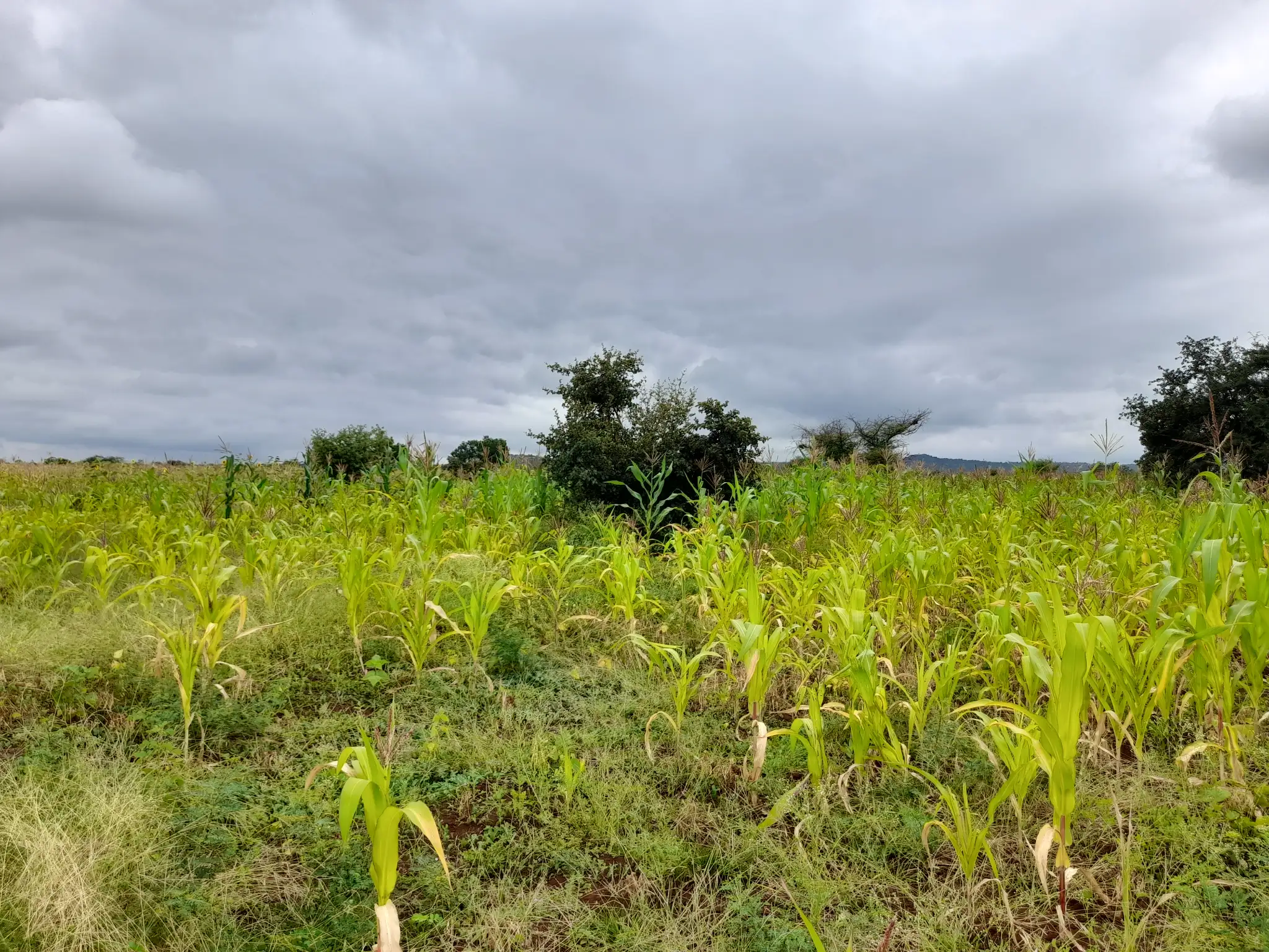Shamba zuri la ekari 1.2 Olodenderit