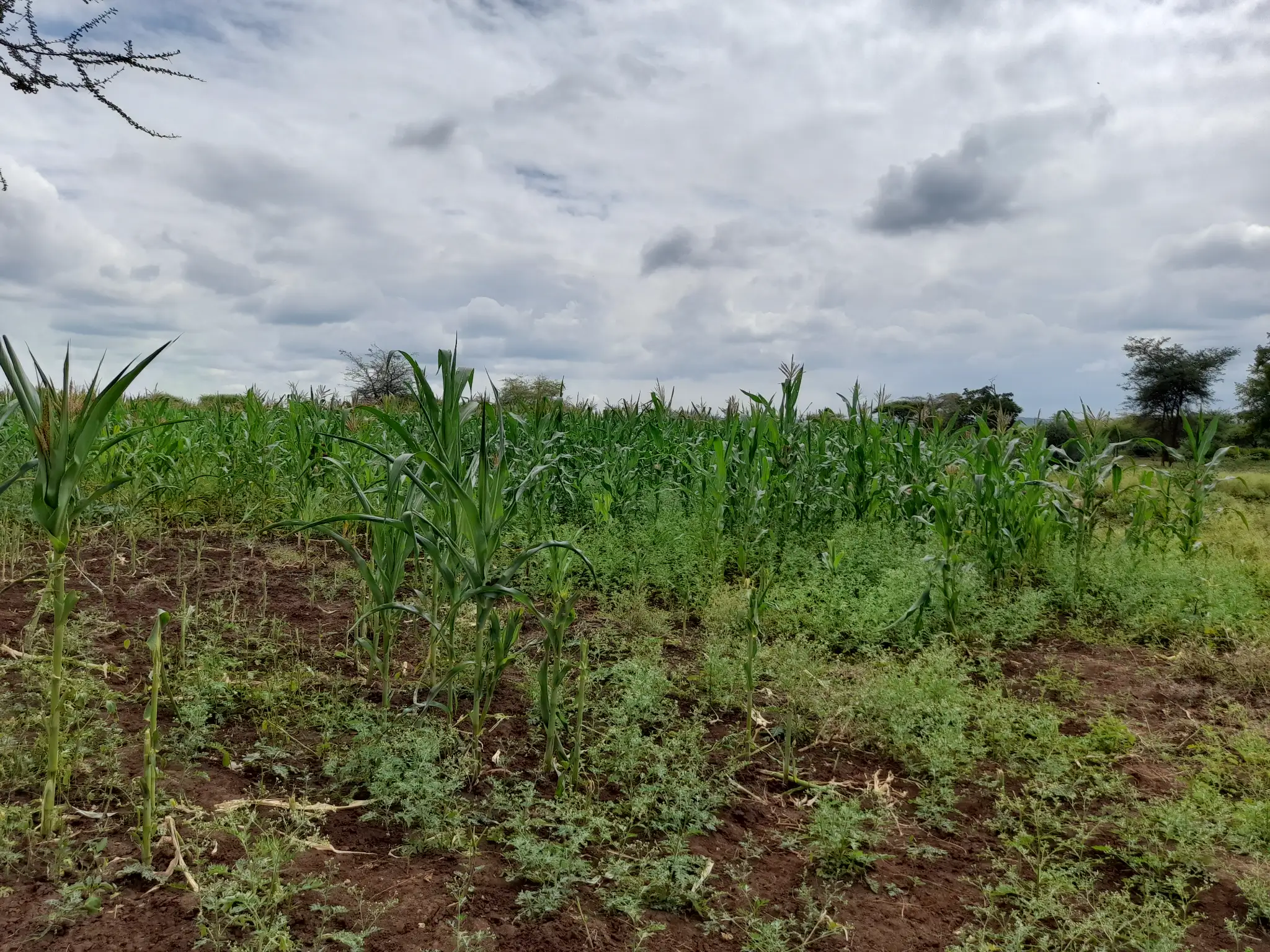 Shamba zuri la ekari 1.2 Olodenderit