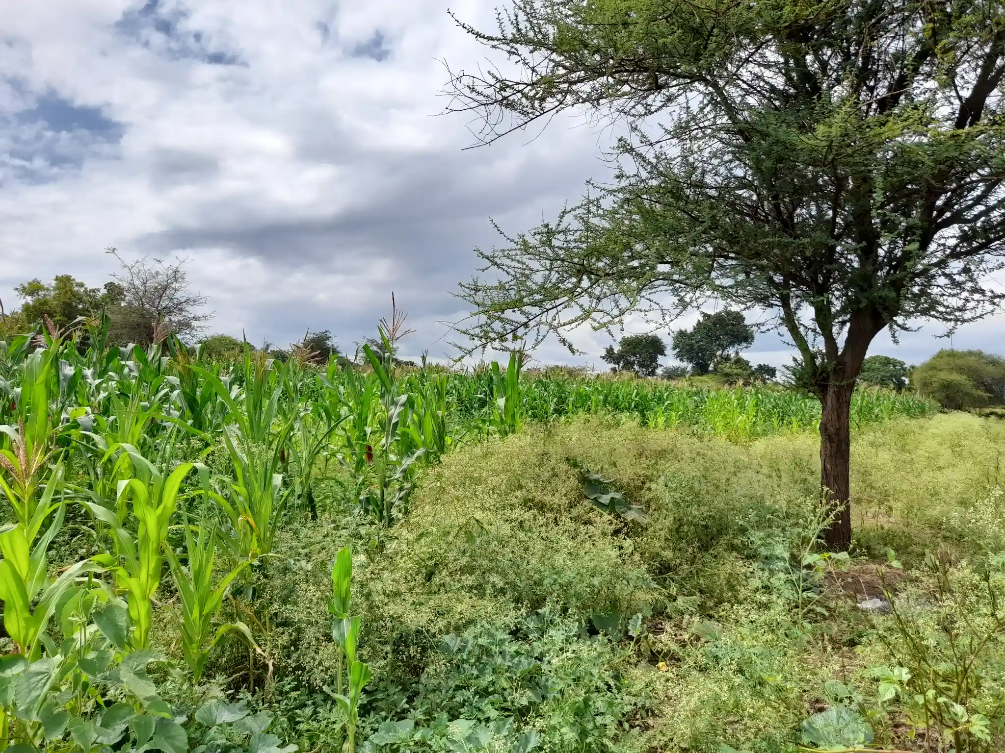 Shamba zuri la ekari 1.2 Olodenderit