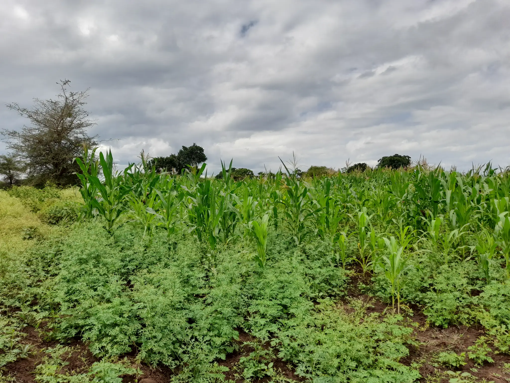 Shamba zuri la ekari 1.2 Olodenderit