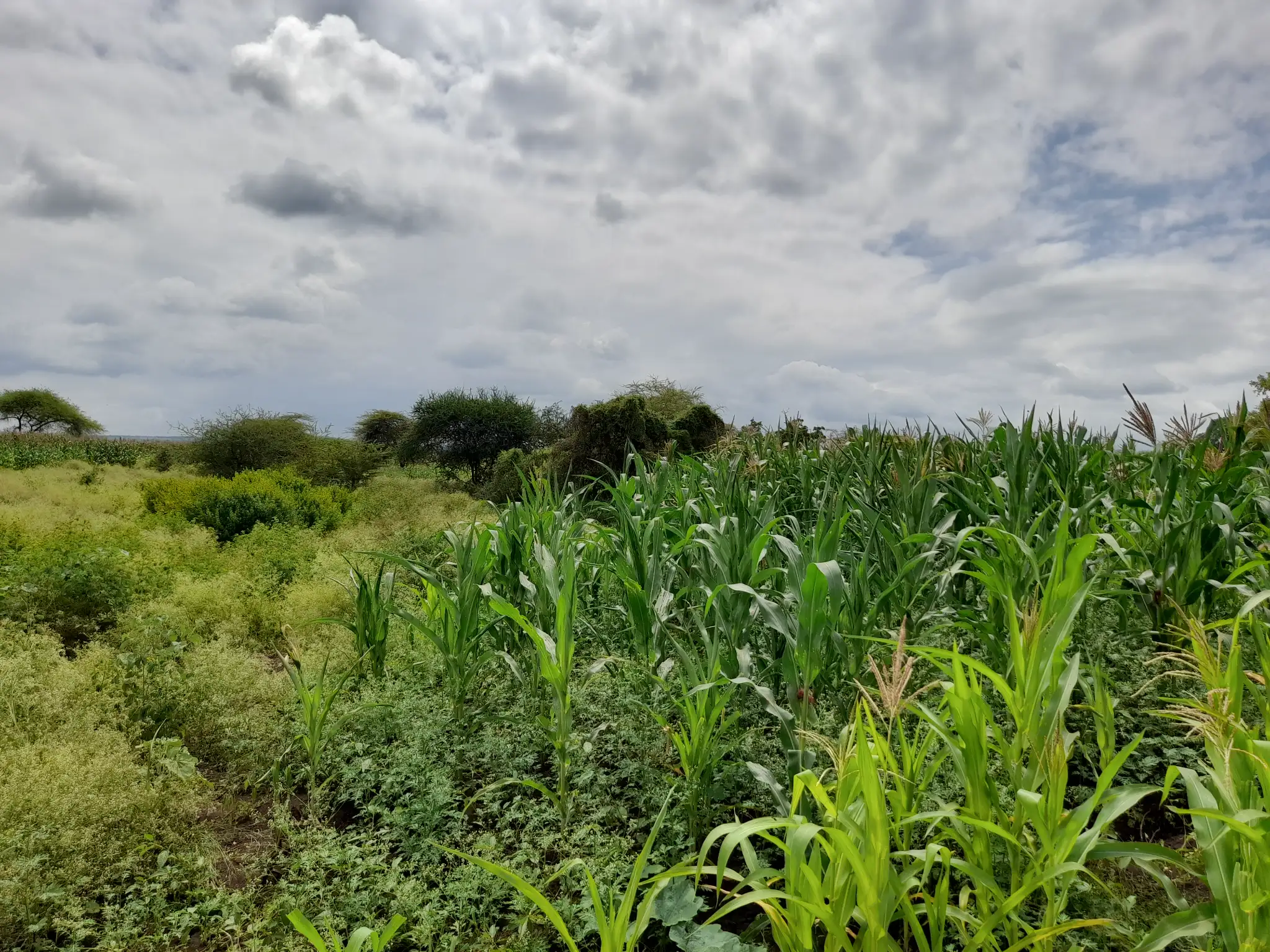 Shamba zuri la ekari 1.2 Olodenderit