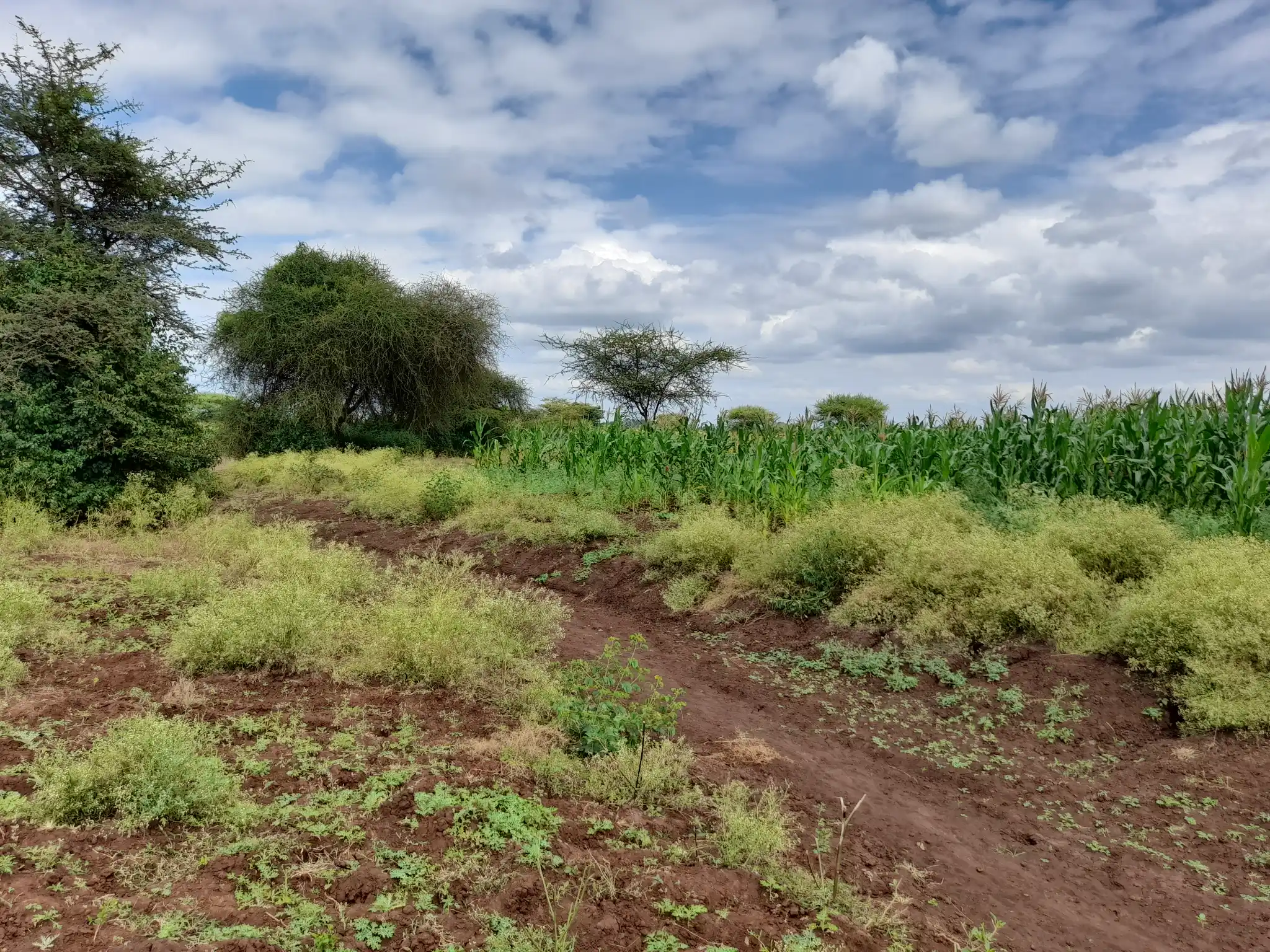 Shamba zuri la ekari 1.2 Olodenderit