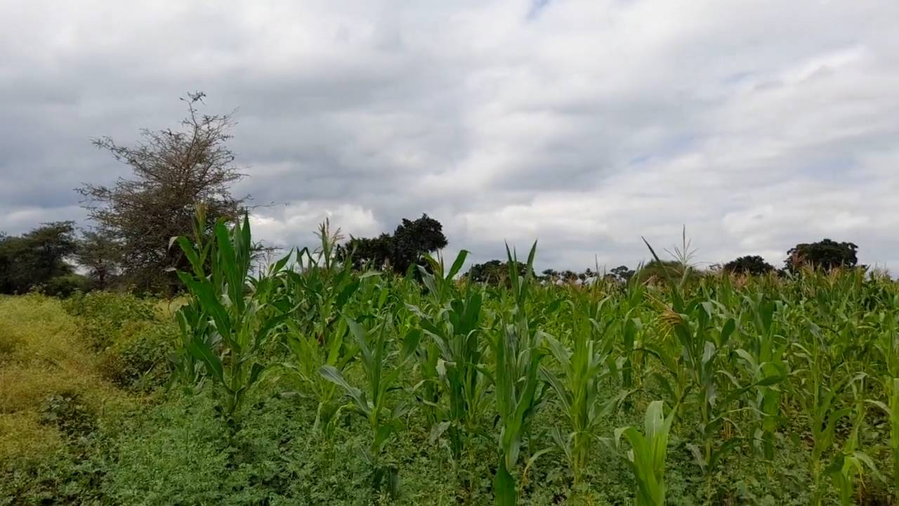 Shamba zuri la ekari 1.2 Olodenderit