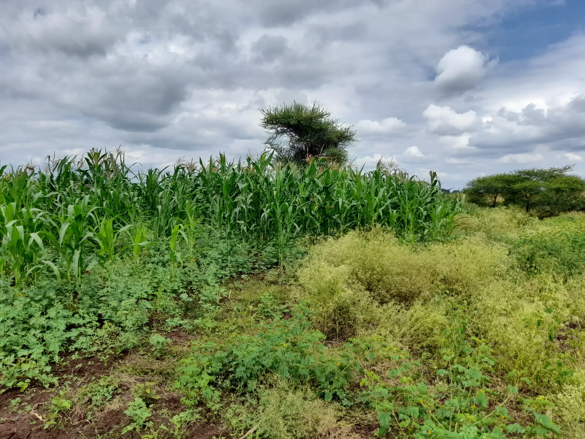 Shamba zuri la ekari 1.2 Olodenderit
