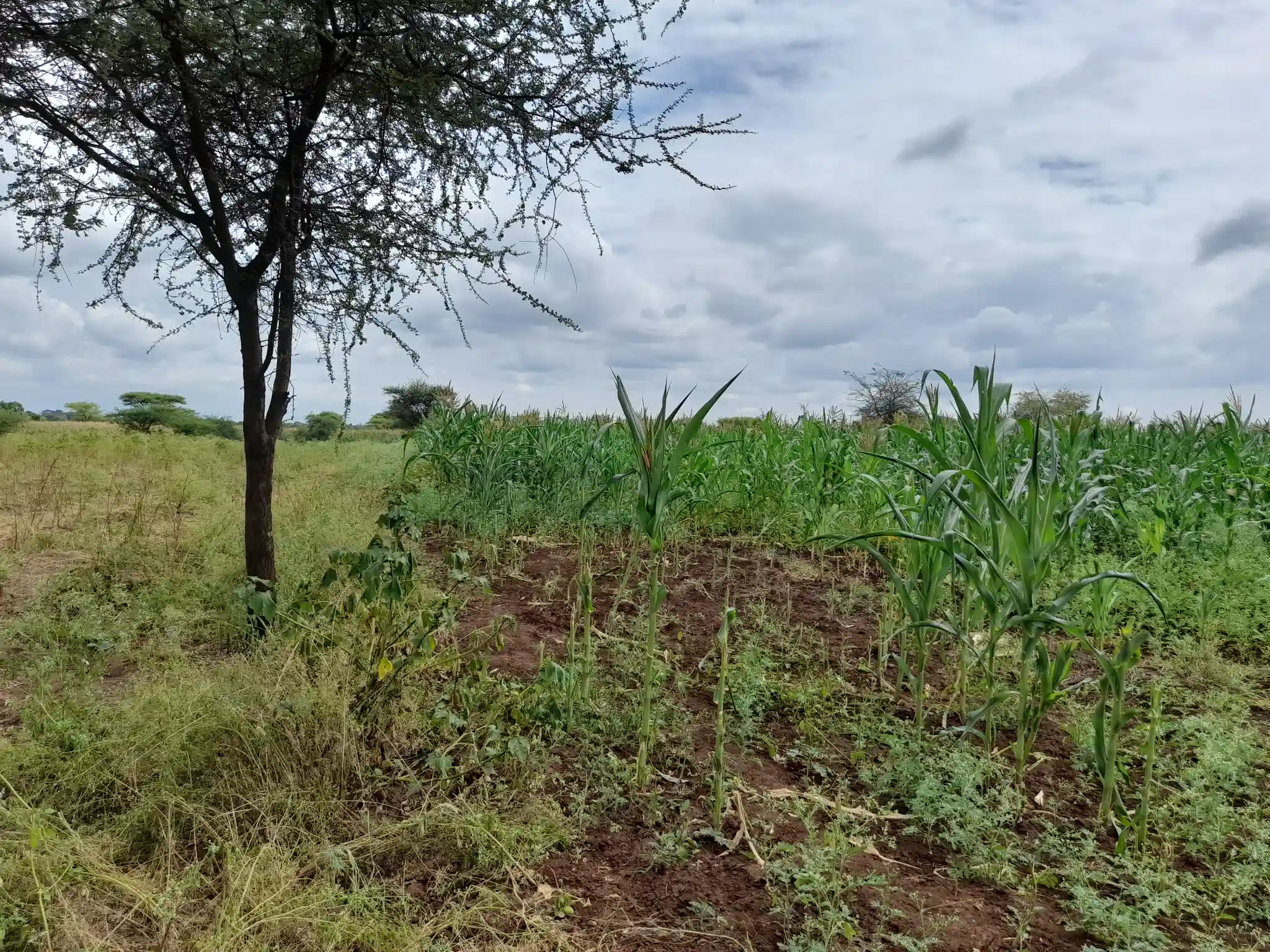 Shamba zuri la ekari 1.2 Olodenderit