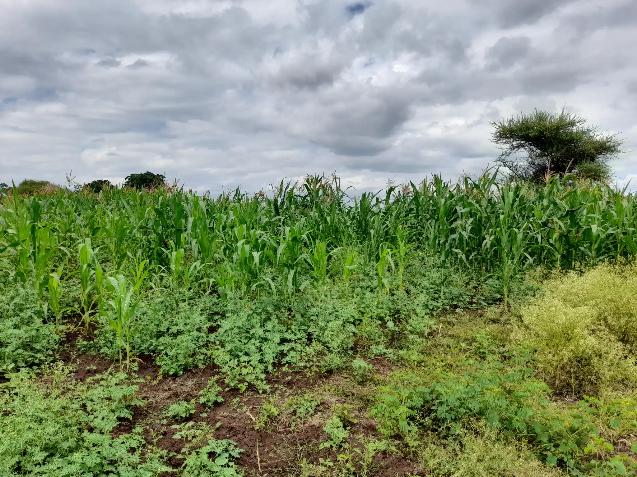 Shamba zuri la ekari 1.2 Olodenderit