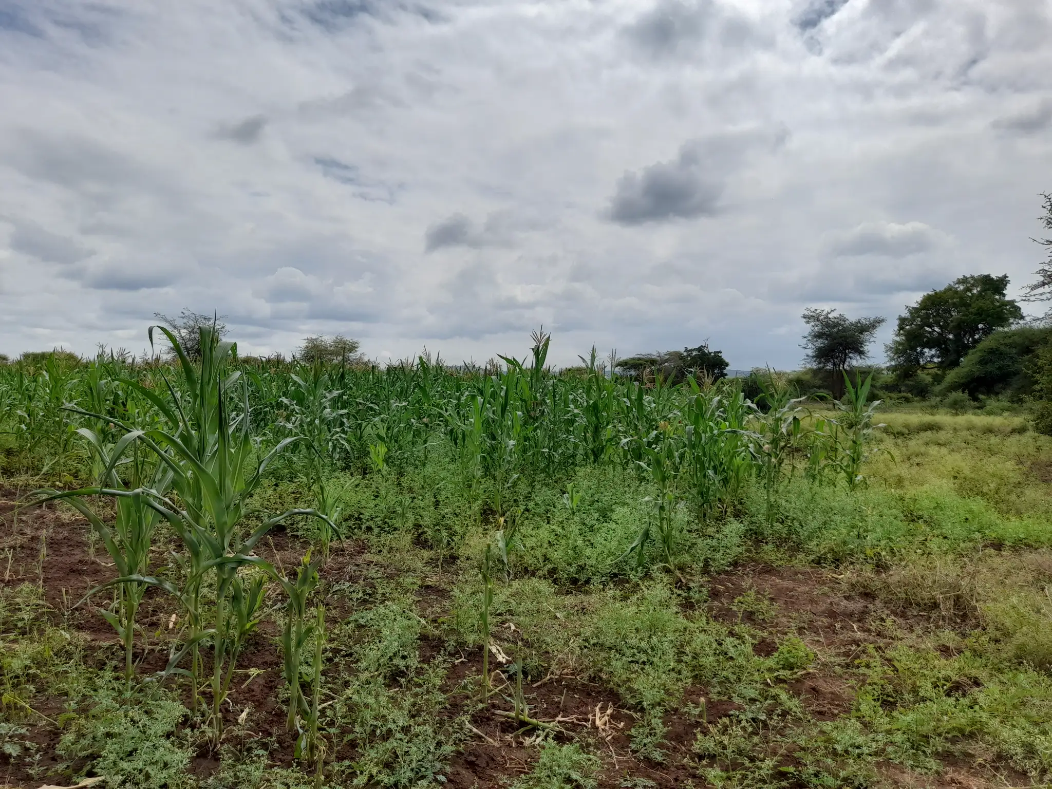 Shamba zuri la ekari 1.2 Olodenderit
