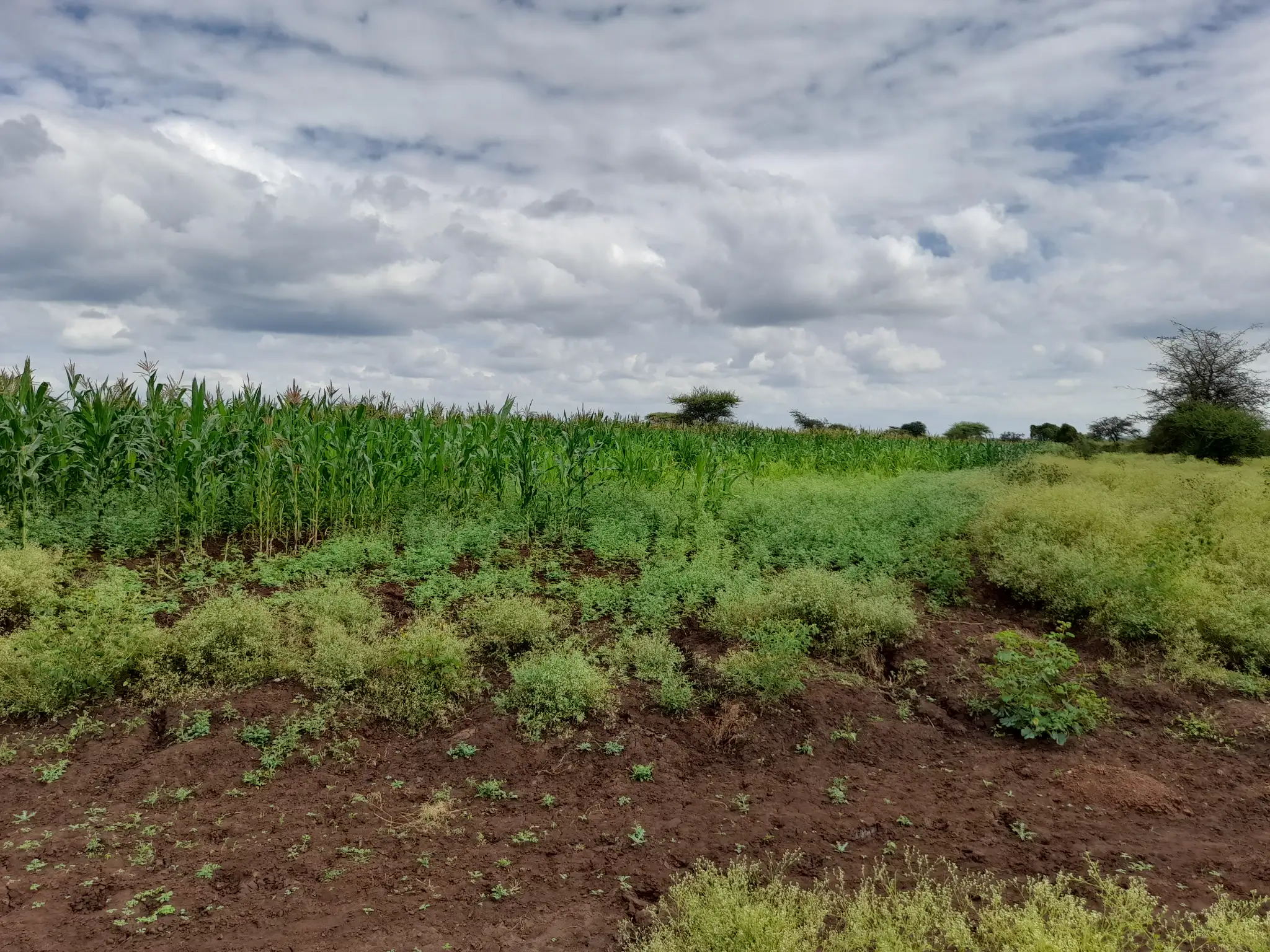 Shamba zuri la ekari 1.2 Olodenderit