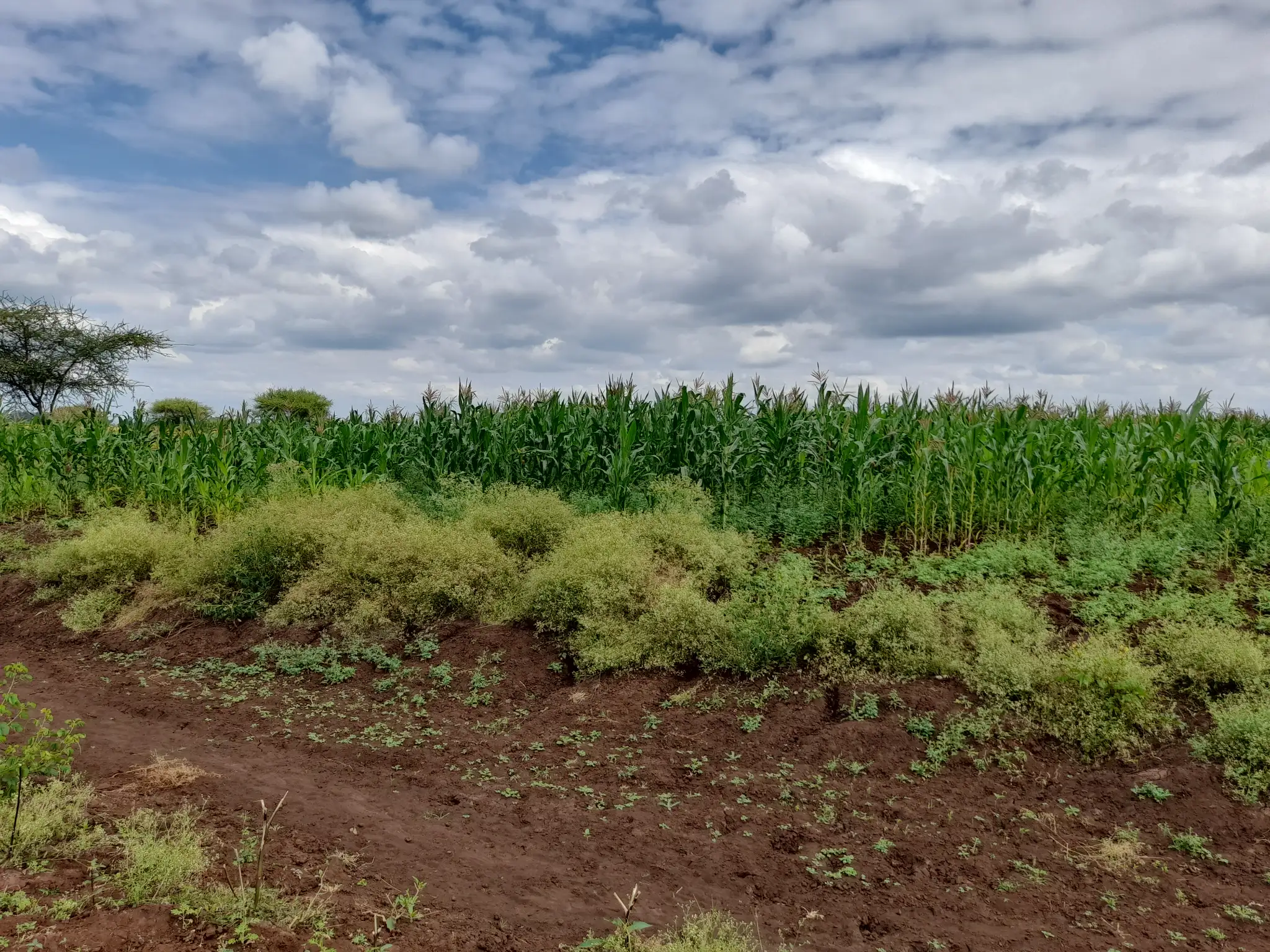 Shamba zuri la ekari 1.2 Olodenderit