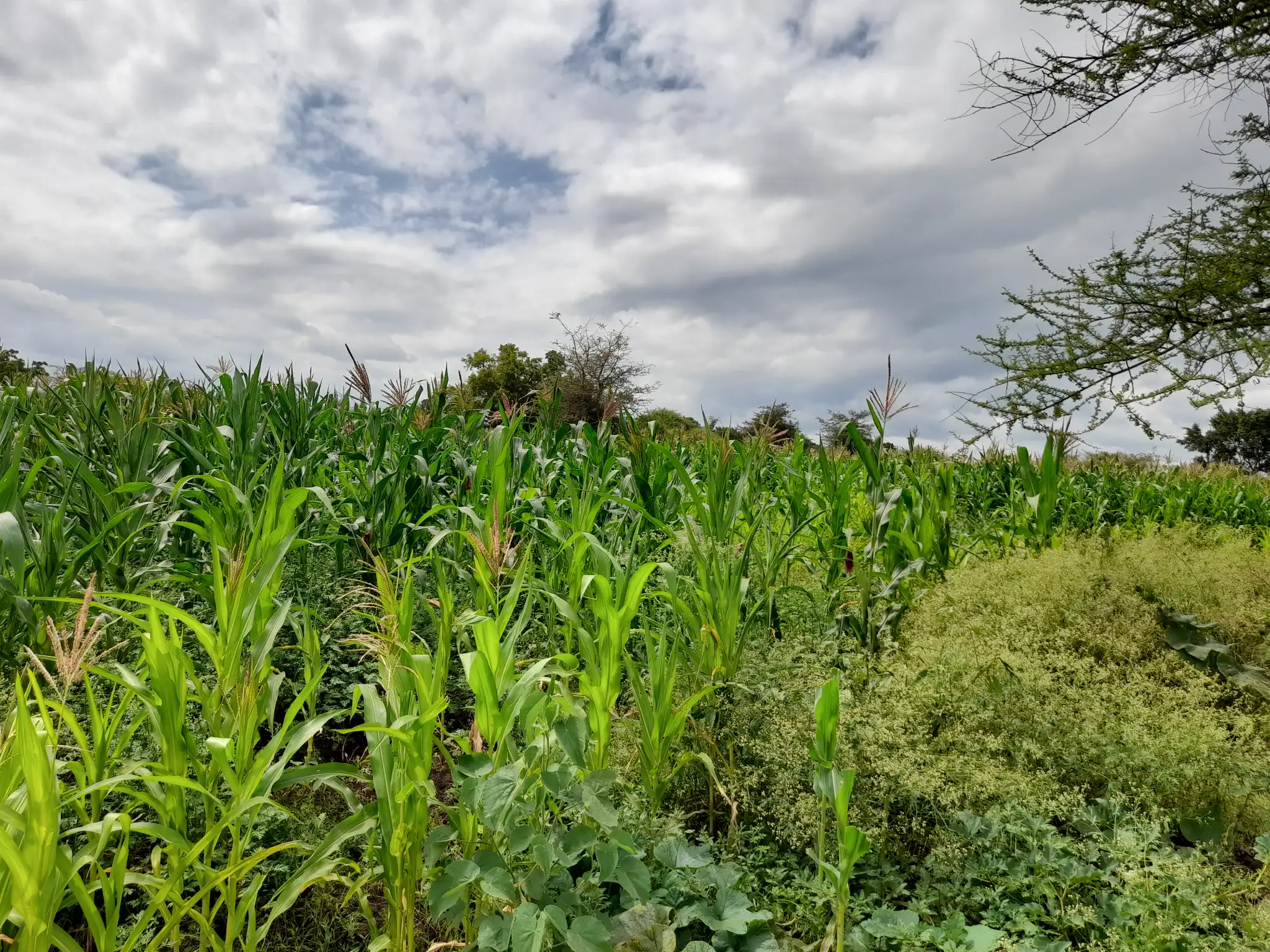 Shamba zuri la ekari 1.2 Olodenderit